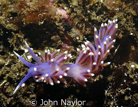 nudibranch st.abbs scotland. by John Naylor 