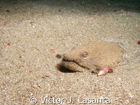 spotted spoon-nose eel at crash boat dive site in Aguadil... by Victor J. Lasanta 