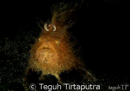 Hairy Frogfish, captured using Canon EOS 400D, Canon EF-1... by Teguh Tirtaputra 