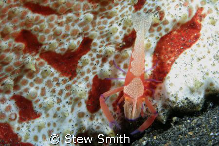 emperor shrimp on sea cucumber. 60mm macro twin ys90's by Stew Smith 