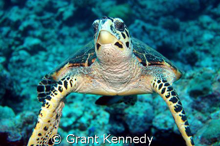 Hawksbill turtle by Grant Kennedy 