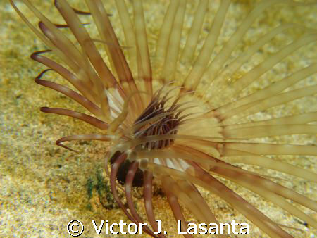 banded tube-dwelling anemone in crash boat dive site in A... by Victor J. Lasanta 