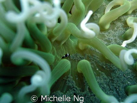 A tiny little fish in anemone. by Michelle Ng 
