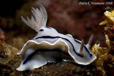 Nudi from my first trip to Anilao in June this Year. Take... by Patrick Neumann 
