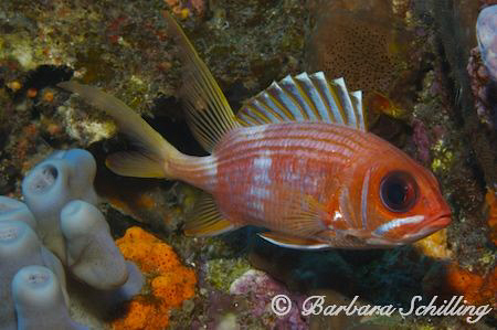 A squirrelfish showing his best side by Barbara Schilling 