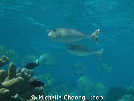 2 spotted unicornfish in shallow waters, Si-Amil Island   by Michelle Choong_khoo 