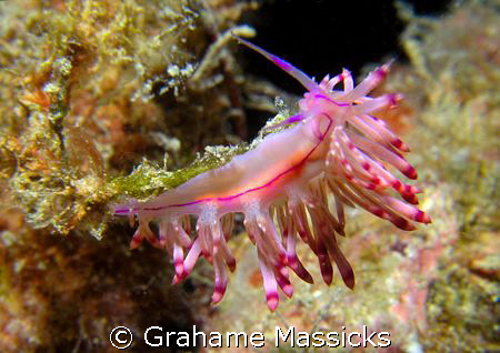 Another flabelina to add to this months collection from S... by Grahame Massicks 