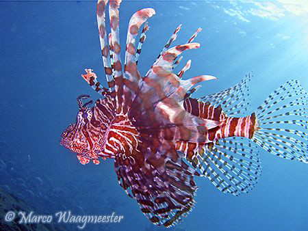 Red Lionfish (pterois volitans) -  (Canon A620, Built-in ... by Marco Waagmeester 