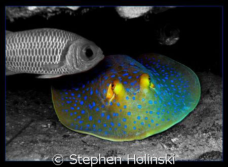 Blue Spotted Stingray diving in Thailand! Thought this lo... by Stephen Holinski 
