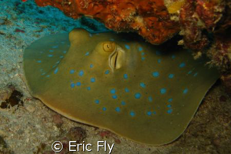 Blue spot stingray chilling off of Zanzibar by Eric Fly 