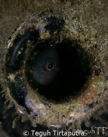 A peeping fish from the mouth of a sunken bottle, I found... by Teguh Tirtaputra 