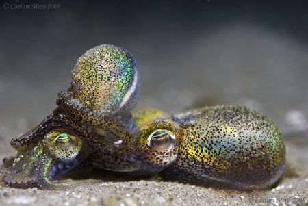 Mating dumpling squid. A very unusual find that was spect... by Cal Mero 