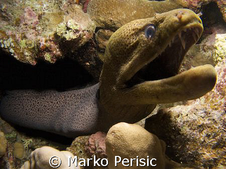 Giant Moray (gymnothorax javanicus) shows off the hard we... by Marko Perisic 