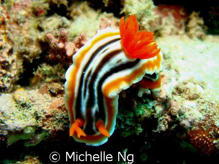 A nudibranch with weird rhinophore. by Michelle Ng 