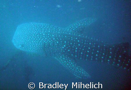 Whale sharks off the coast of okinawa. by Bradley Mihelich 