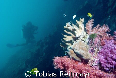 Diver gliding through reef, Anitas Reef, Similan Islands,... by Tobias Reitmayr 