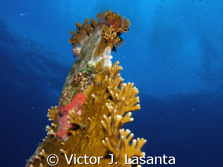 fire coral attached to the wing of the propeller of the b... by Victor J. Lasanta 