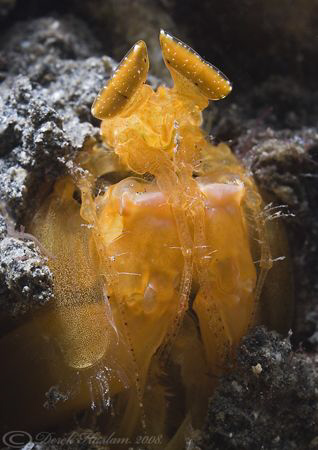 Orange mantis shrimp. Lembeh straits. D200, 60mm. by Derek Haslam 
