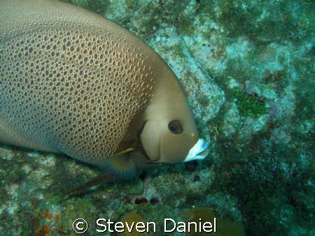 Gray Angle Fish shot on Molasis Reef in the Florida Keys ... by Steven Daniel 