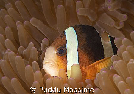 clownfish at siladen ,bunaken park,nikon d2x60mm macro by Puddu Massimo 