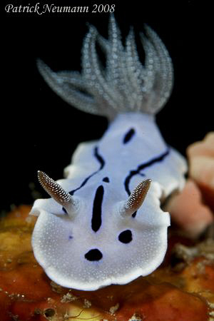 Another Nudi Shot from Anilao taken with Canon 400D + 100... by Patrick Neumann 