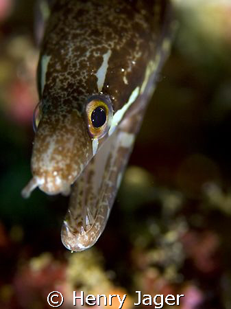 "Young Moray" Raja Ampat, West Papua by Henry Jager 