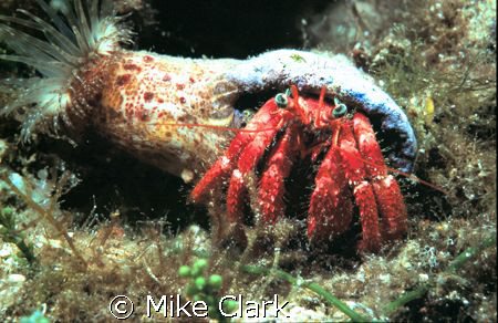 hermit crab and anemone by Mike Clark 