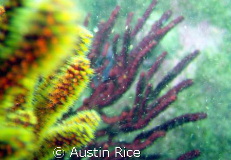 Yellow gorgonian coral with purple gorgonian in the backg... by Austin Rice 