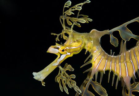 The leafy sea dragon can only be found on the southern co... by Cal Mero 