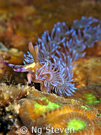 nudi makes 'peace' sign. Canon A640, Inon Z240, Single In... by Ng Steven 