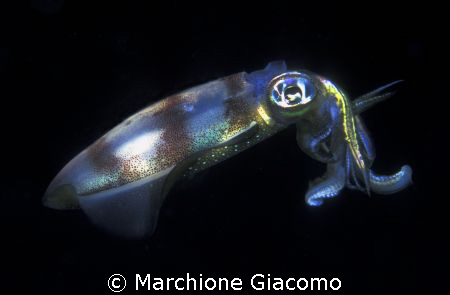 Squid in night dive
Lembeh strait- Nikon D200 , 60 macro... by Marchione Giacomo 