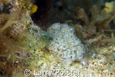 Lettuce Slug in Bloody Bay Marine Park, Little Cayman, D3... by Larry Polster 