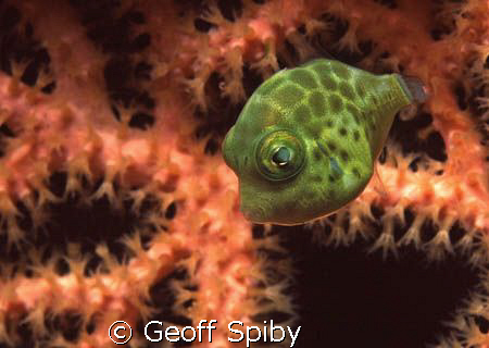tiny puffer swimming in front of a gorgonian fan
Raja Ampat by Geoff Spiby 