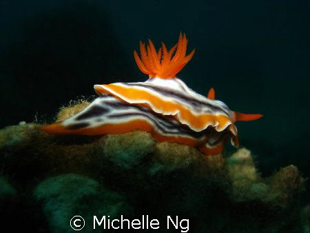 Taken with Sony W5, internal flash, in Tioman, Malaysia. by Michelle Ng 