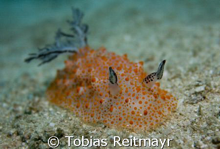 Nudibranch (which species is it?) moving over the sand, M... by Tobias Reitmayr 