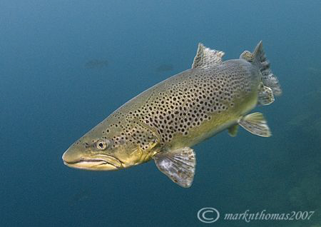 Brown trout.
Capernwray.
10.5mm. by Mark Thomas 
