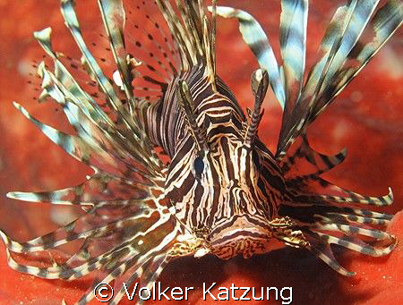 Lionfish by Volker Katzung 
