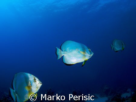 Chasing tails Orbicular Spadefish (platax orbicularis) So... by Marko Perisic 