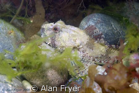 Long Spined Sea Scorpion taken at Trefor North Wales by Alan Fryer 
