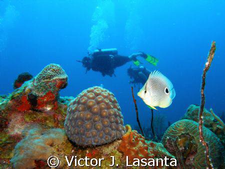 four eye butterfly fish at window dive site in parguera ,... by Victor J. Lasanta 