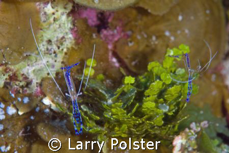 Peterson Cleaner Shrimpl...Bloody Bay Marine Park, Little... by Larry Polster 