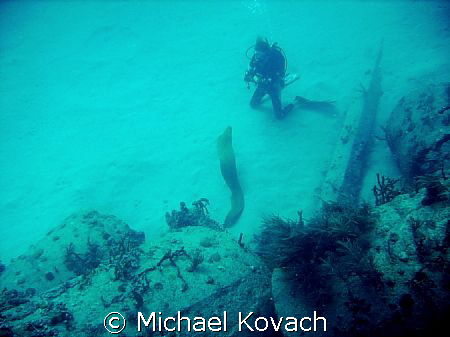 Diver playing with green moray eel near the Sea Emperor o... by Michael Kovach 