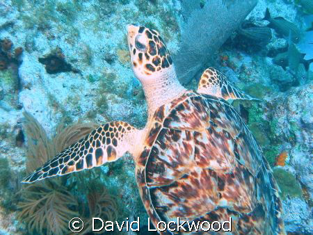 Sea turtle at Conch Wall, Islamorada, Florida, 45 fsw. by David Lockwood 