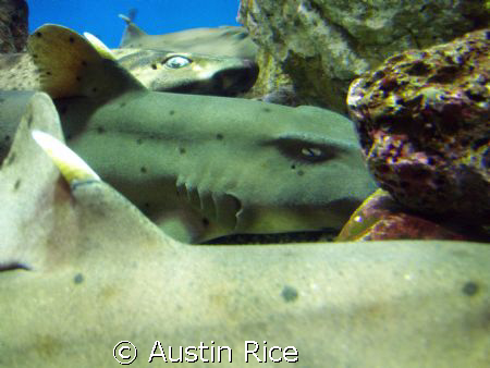 A group of horned-sharks, just chillin'. Taken with a bar... by Austin Rice 