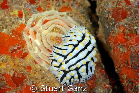 Varicose Phyllidia laying her eggs. Photo taken with Cano... by Stuart Ganz 