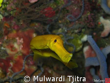 Yellow-pipefish giving me the "curious" look by Mulwardi Tjitra 