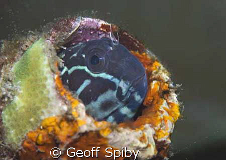 goby in a colourful bottle by Geoff Spiby 