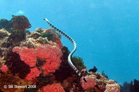 "Banded Sea Snake heads for the surface to take a breath"... by Bill Stewart 