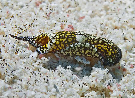 Chelidonura Berolina, one of the smallest sea slugs in th... by Jim Chambers 