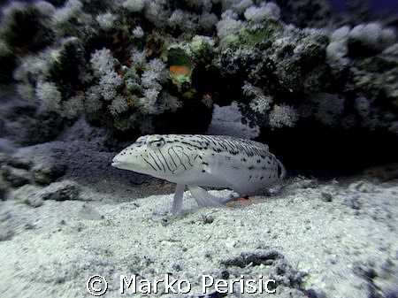 A very territorial male Speckled Sandperch (parapercis he... by Marko Perisic 